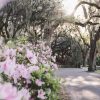 Art The Sunset | Bluff Drive Blooming