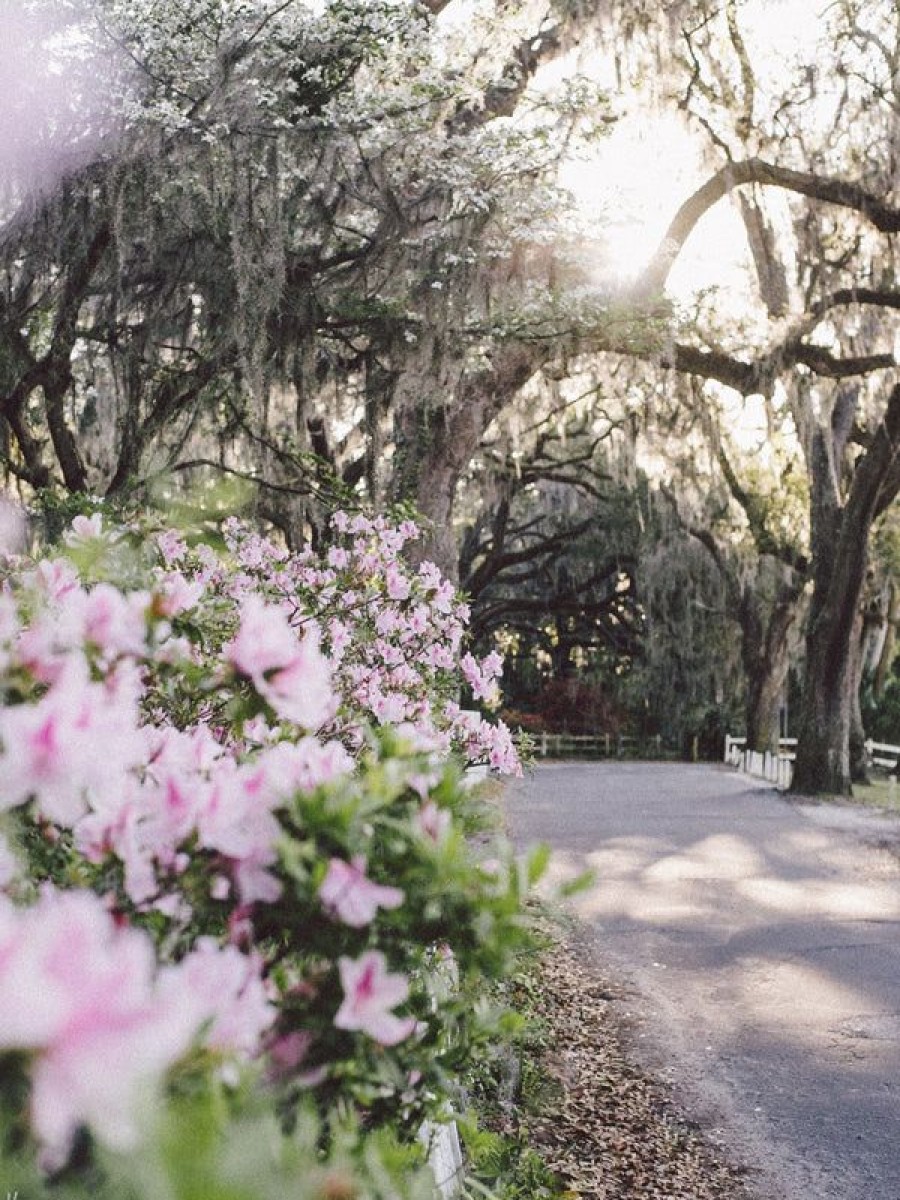 Art The Sunset | Bluff Drive Blooming