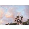 Art The Sunset | Cotton Candy Palms