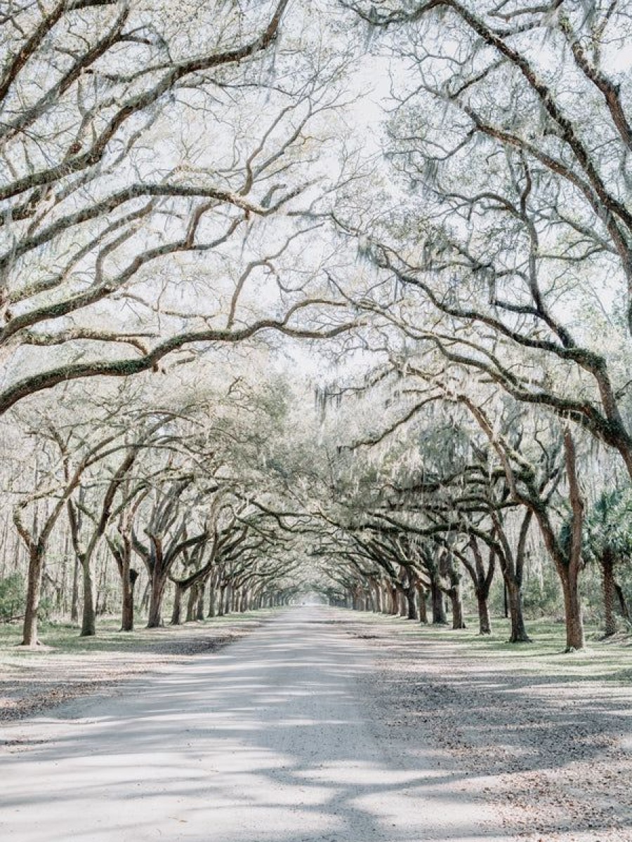 Art The Sunset | Wormsloe