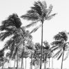 Art The Sunset | Key Biscayne Dreaming - Black & White