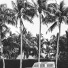 Art The Sunset | Palm Tree Nomad - Black & White